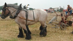 I like to believe this working horse is called Javascript
